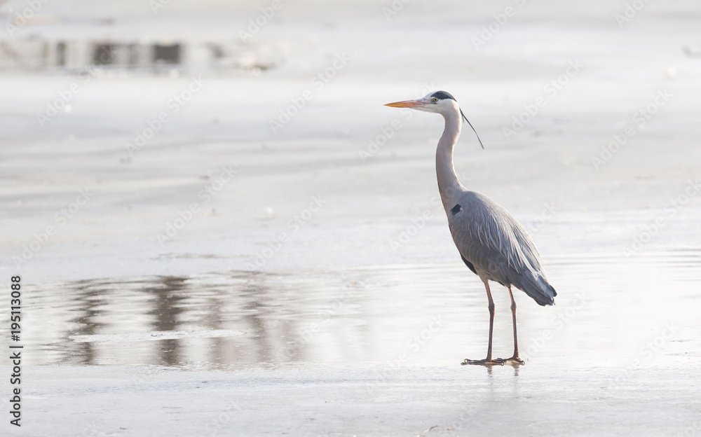 Blue heron standing on the ice