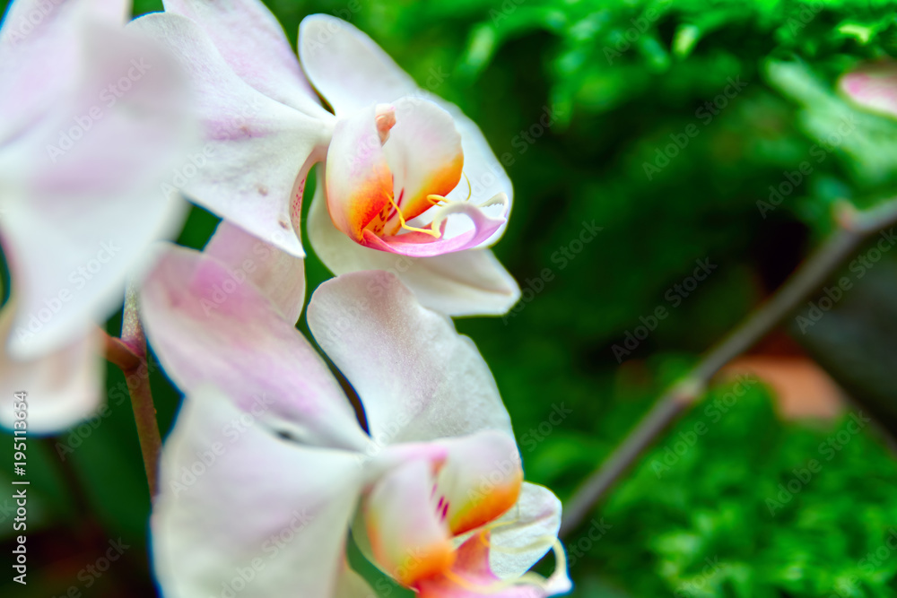 Beautiful Orchid Flowers on green background. Bright pink-white with orange petals flowers. For poster, cover.