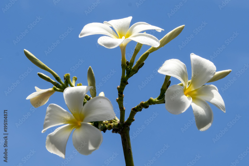 Frangipani flowers Frangipani flowers