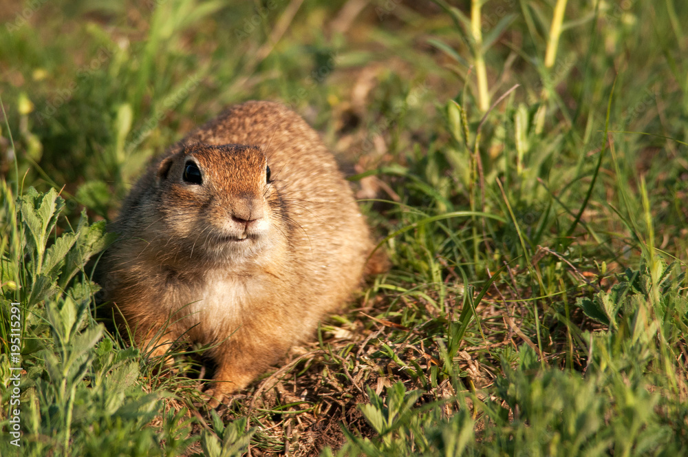 Funny ground squirrel (Spermophilus pygmaeus) in the grass Funny ground squirrel (Spermophilus pygmaeus) in the grass