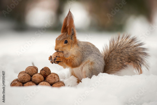 Photography The squirrel stands with nut in paws on the snow in front of a pile of nuts