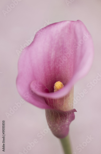 Zantedeschien (Zantedeschia) - Calla, Kalla oder  Calla-Lilien photo