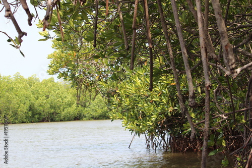 mangrove forests