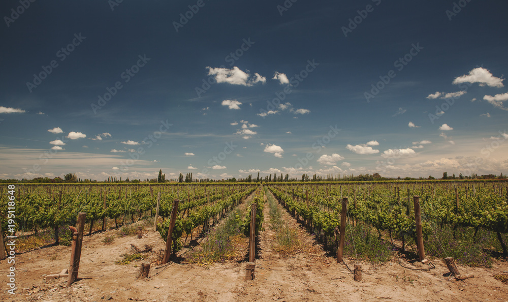 A vineyard nearby Mendoza