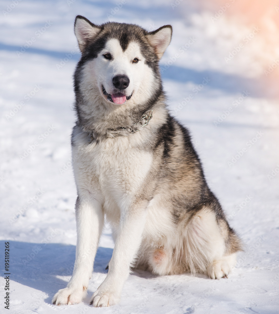 dog malamute for a walk in winter in a park in the snow