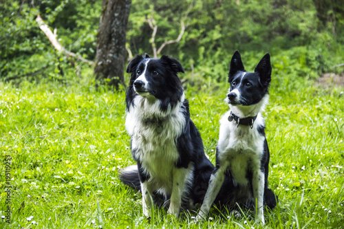 two border collies