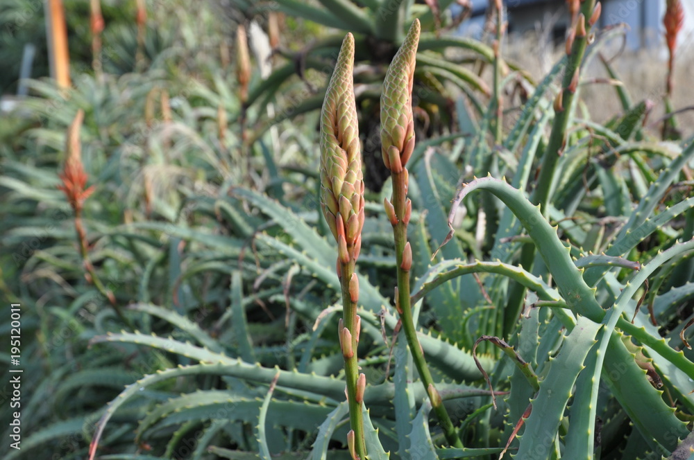 アロエ アロエの花 蕾 多肉植物 Stock 写真 Adobe Stock