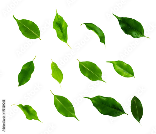 leaf isolated on white