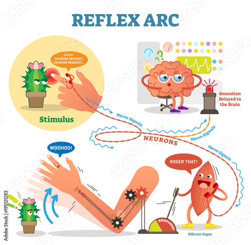 Spinal Reflex Arc scheme, vector illustration, with stimulus pathway through the nerve signals and muscle response. Diagram with fun cartoon characters.