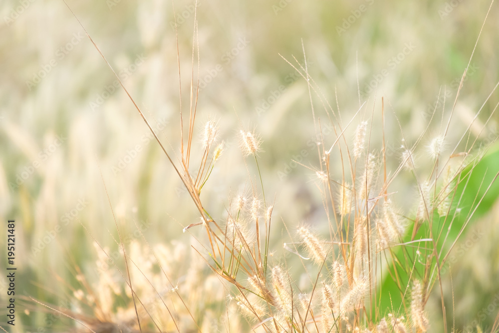 Natural Bokeh. Spring or summer abstract nature background with grass in the meadow and sunset in the back