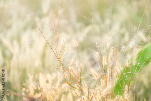 Natural Bokeh. Spring or summer abstract nature background with grass in the meadow and sunset in the back
