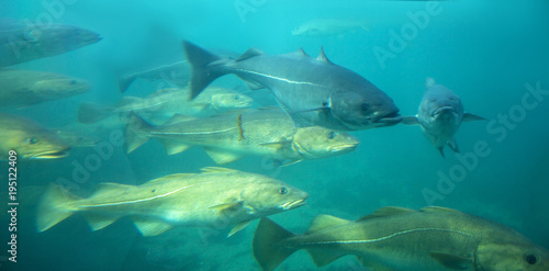 Sea cod fishes floating under water in aquarium