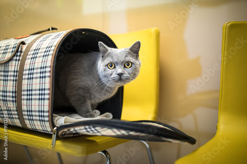 Fototapeta Naklejka Na Ścianę i Meble -  Cat in a veterinary clinic. Feline patient waiting in the waiting room of a vet clinic