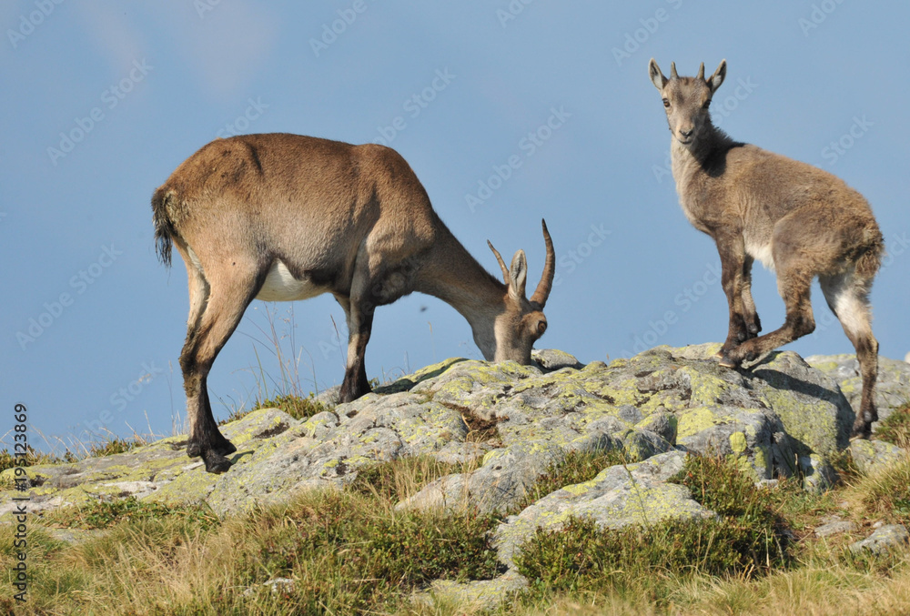 Weiblicher Steinbock mit Jungem Weiblicher Steinbock mit Jungem