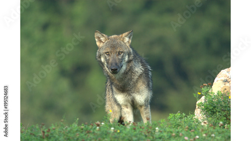 Europ  ischer Wolf