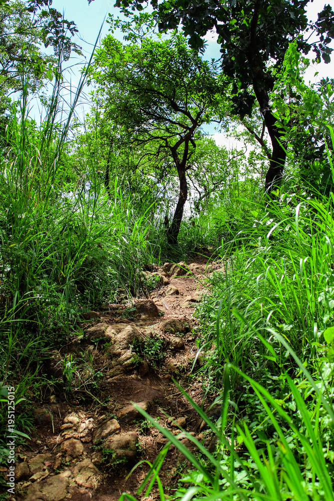 Obraz premium Fields