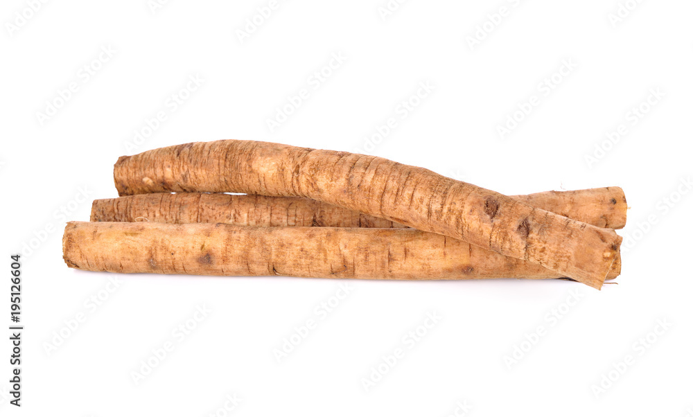 fresh burdock root or Gobo on white background fresh burdock root or Gobo on white background