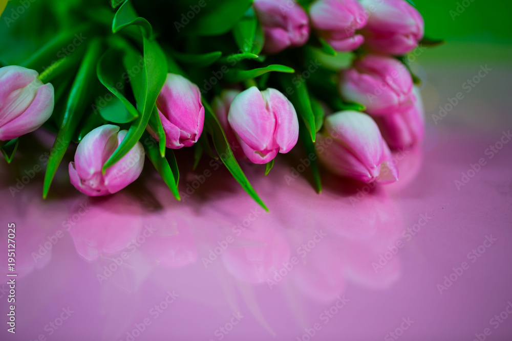 Tulpen rosa, auf pinkfarbenen Hintergrund