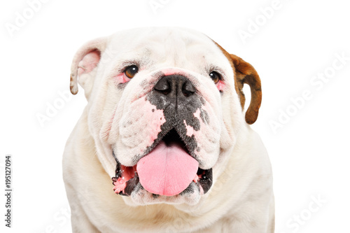 Portrait of cute English bulldog, closeup, isolated on white background