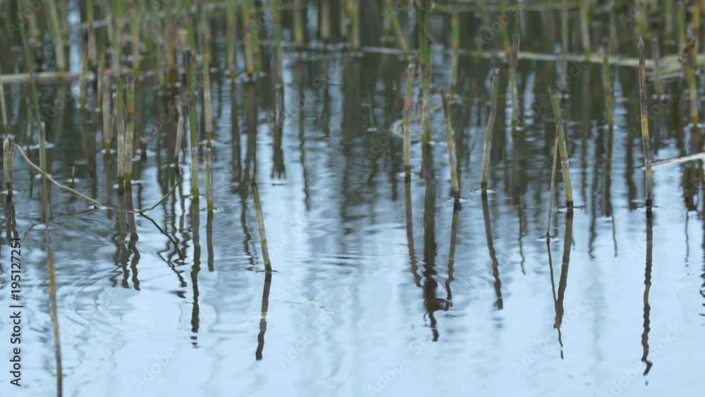Water reed and ripples Water reed and ripples