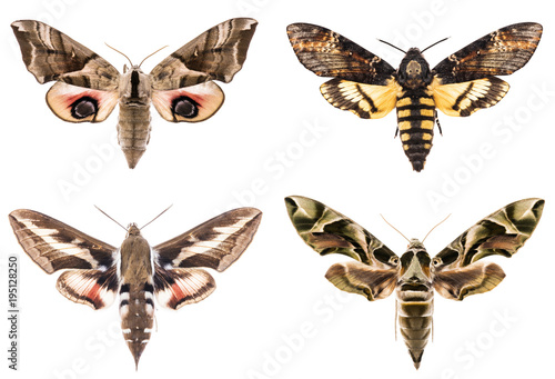 Set of four Sphingidae hawk-moths