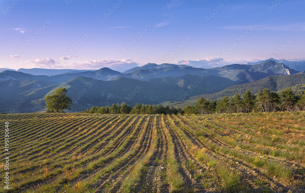 Fototapeta premium Provance