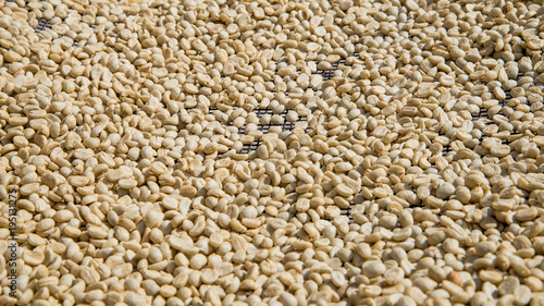 Dried raw coffee grains