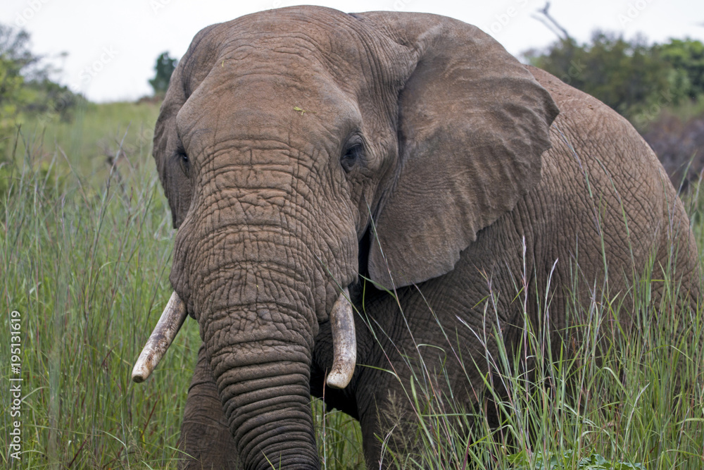 Elephant Standing  in Lush Green Bush and Grassland