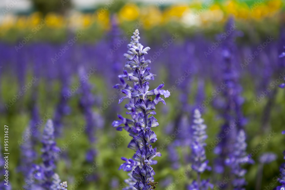 Closeup of blue salvia flower blackground Closeup of blue salvia flower blackground