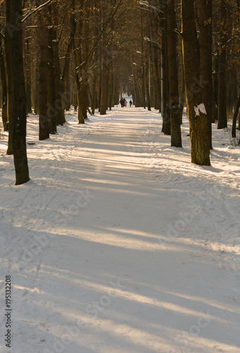 The pedestrian road in the winter wood