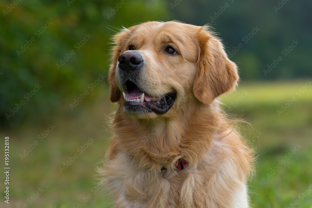 Portrait of a purebred Golden Retriever outside in nature. Mouth open, smiling friendly. Halfprofile picture. 