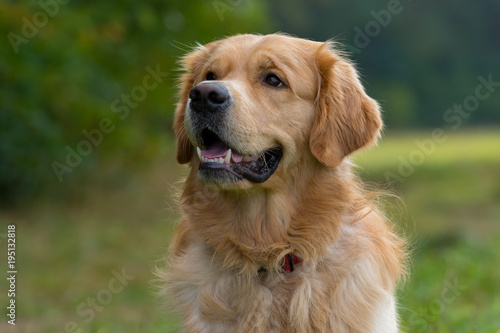 Portrait of a purebred Golden Retriever outside in nature. Mouth open  smiling friendly. Halfprofile picture. 