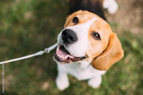 Obraz Piękny Tricolor Puppy Angielskiego Beagle Siedzi Na Zielonej Trawie