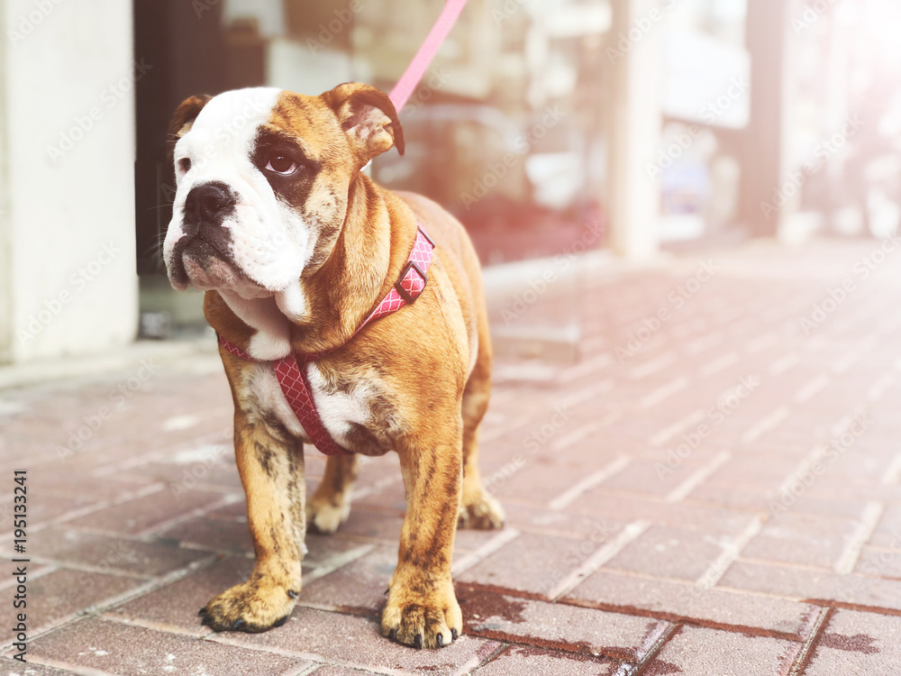 Beautiful funny dog English bulldog breed on the street