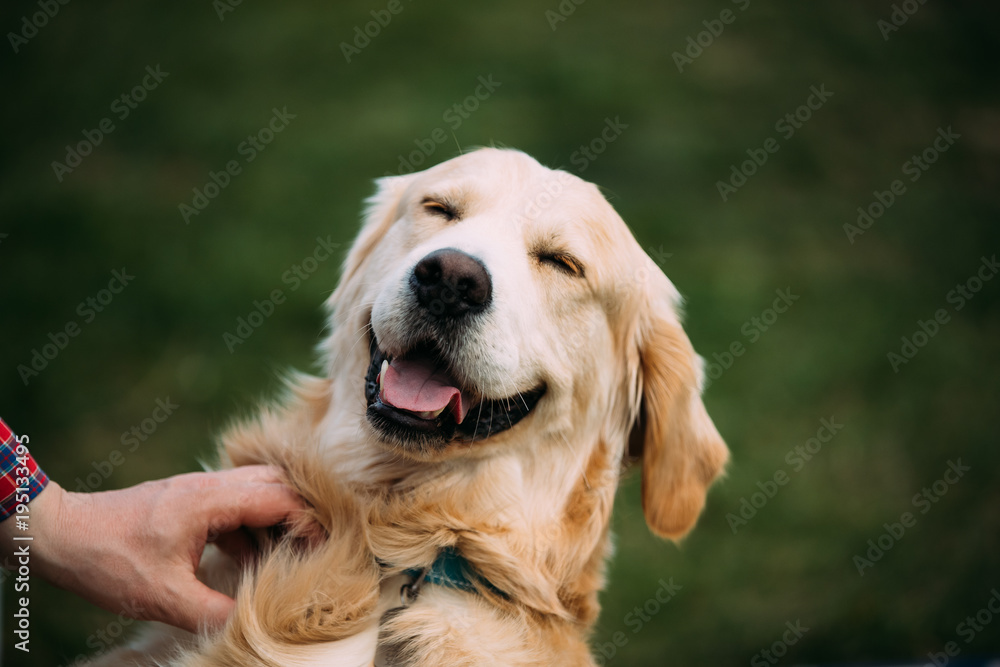 Labrador smiling deals