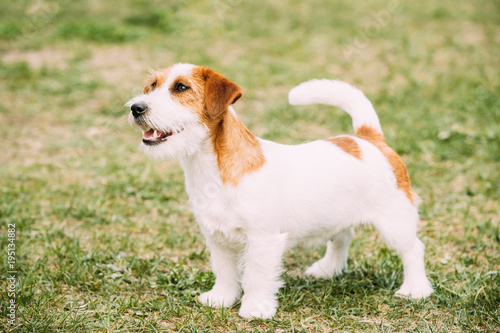 White And Red Young Rough Coated Jack Russell Terrier Dog Standing