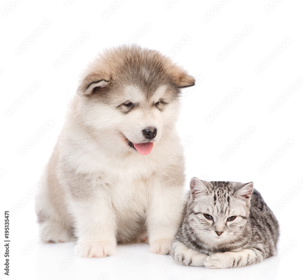 Alaskan malamute puppy sitting with tabby cat . isolated on white background Alaskan malamute puppy sitting with tabby cat . isolated on white background