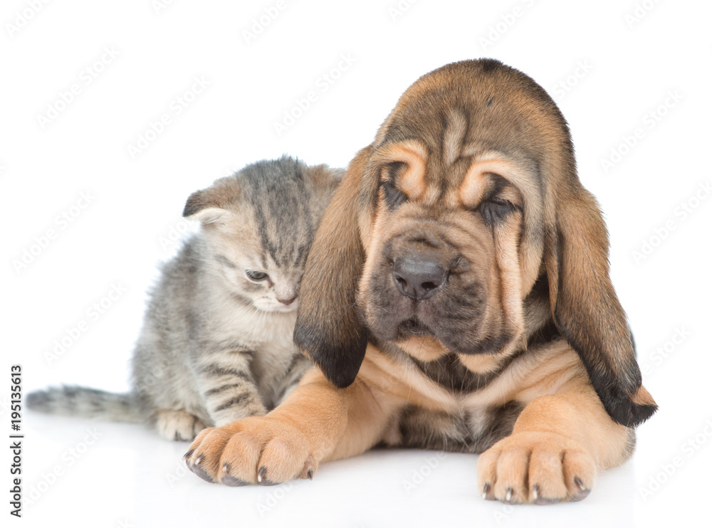 Bloodhound puppy with tabby kitten lying together. isolated on white background