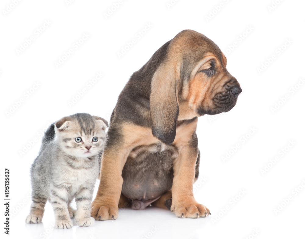Bloodhound puppy with tabby kitten together. isolated on white background