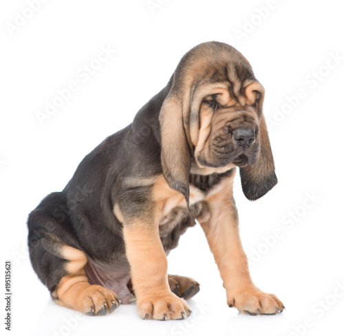 Bloodhound puppy sitting. isolated on white background
