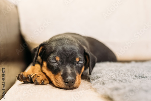 Small Black Miniature Pinscher Zwergpinscher, Min Pin Puppy Dog 