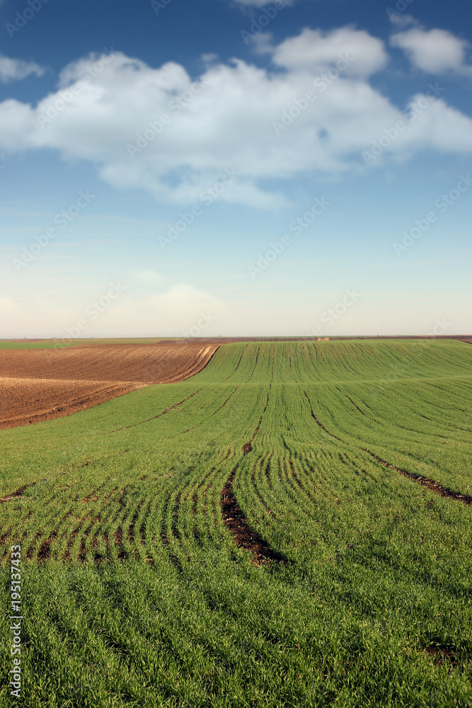 young green wheat and plowed field landscape spring season agriculture