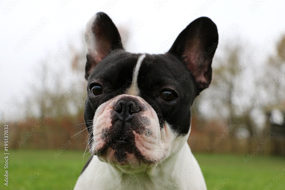 portrait einer französischen bulldogge im garten