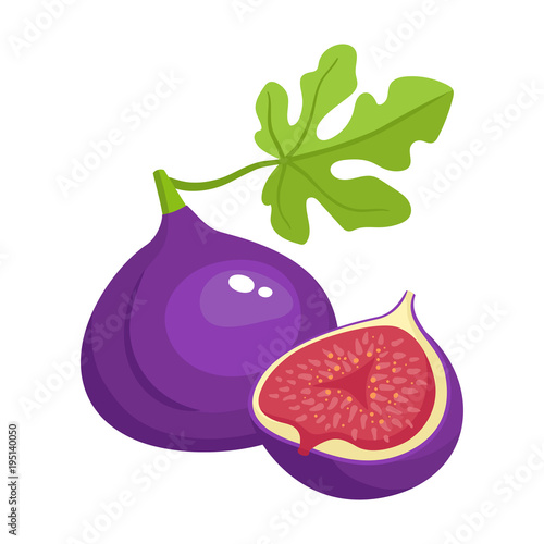 Bright vector illustration of colorful of juicy fig.