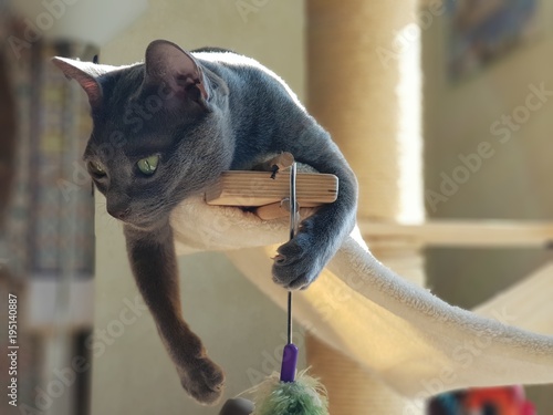Fotografie Un korat jouant sur son arbre à chat