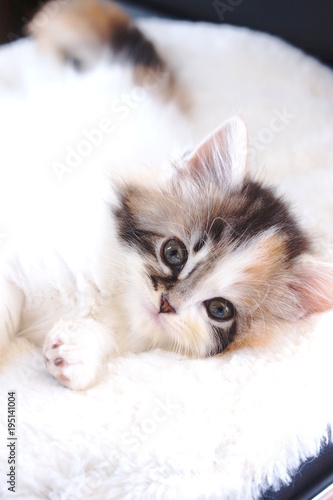 Fototapeta Naklejka Na Ścianę i Meble -  スコティッシュフォールドの子猫