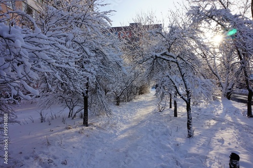 A tunnel created by snow-covered branches of trees, along which people go. The bright sun makes its way through the branches. In the background there is an urban landscape.