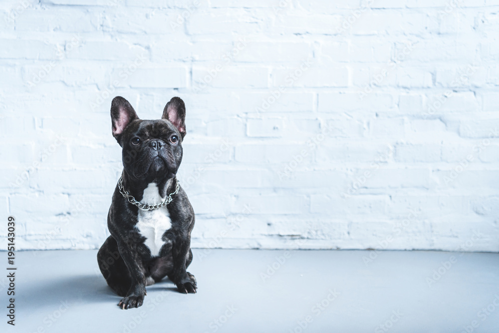 Ταπετσαρία Cute Frenchie dog sitting on the floor