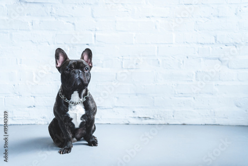 Konstfotografi Cute Frenchie dog sitting on the floor