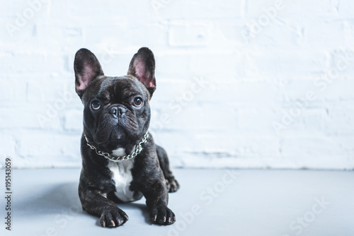 Canvas Print Cute French bulldog lying on floor and looking up